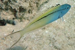 Ecsenius gravieri - Mimikry-Schleimfisch (Rotmeer-Mimikry, Mimikry-Wippschwimmer)